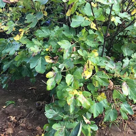 Do Amparo Ponta do Pargo