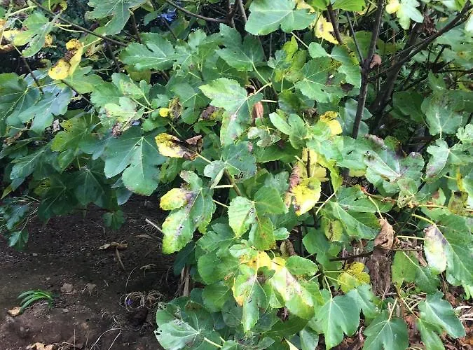 Do Amparo Ponta do Pargo